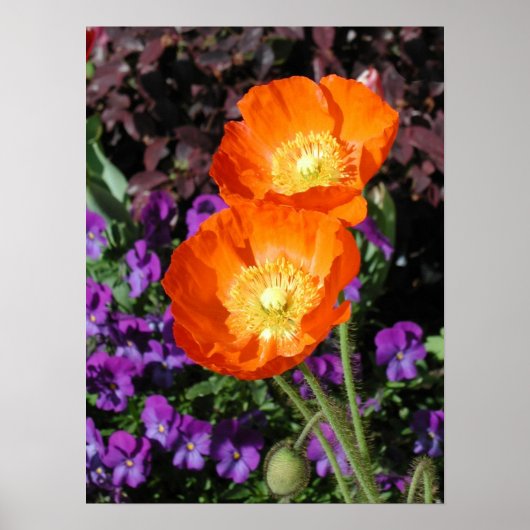 Poster Poster, Deux Poppies Orange Islande (Devant)