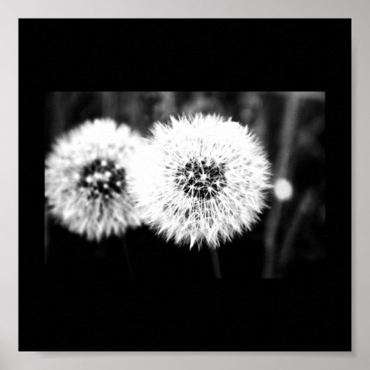 Poster Poster-Fleurs-141 (Devant)