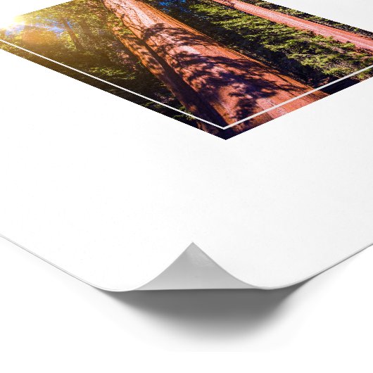 Poster Poster-Forest (Coin)