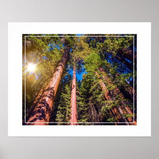 Poster Poster-Forest (Devant)