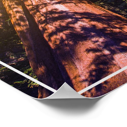 Poster Poster-Forest (Coin)