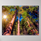 Poster Poster-Forest (Devant)