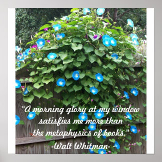 Poster Poster/Gloire du matin