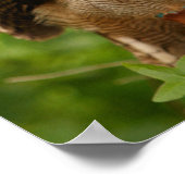 Poster Poster/Impression de hibou (Coin)