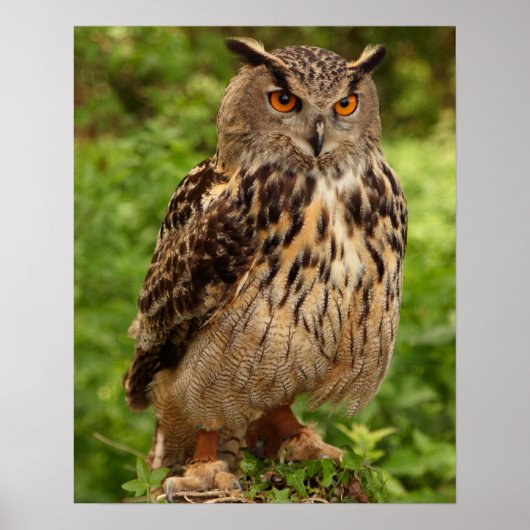 Poster Poster/Impression de hibou (Devant)
