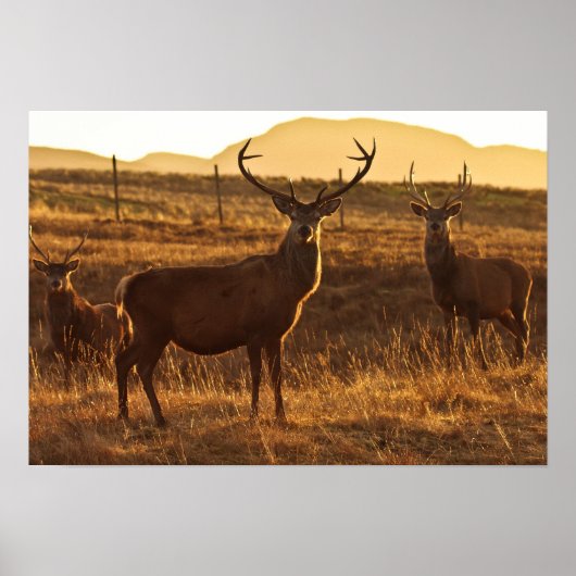 Poster Poster/impression Red Stags (Devant)