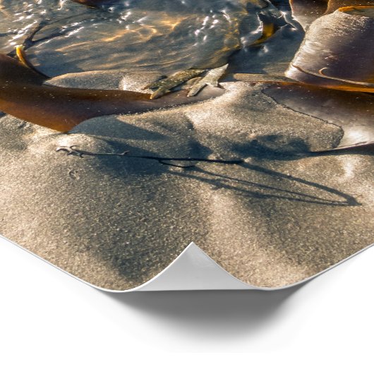 Poster Poster/Imprimer d'algues (Coin)