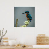 Poster Poster/Imprimer Kingfisher (Cuisine)