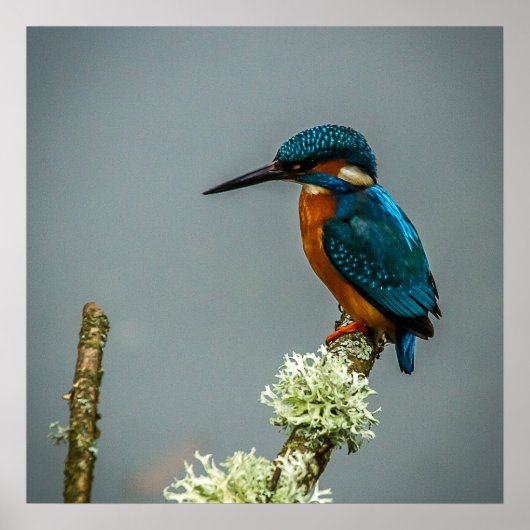 Poster Poster/Imprimer Kingfisher (Devant)