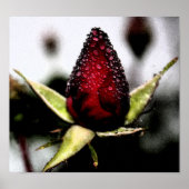 Poster Poster/Imprimer rose Bud (Devant)