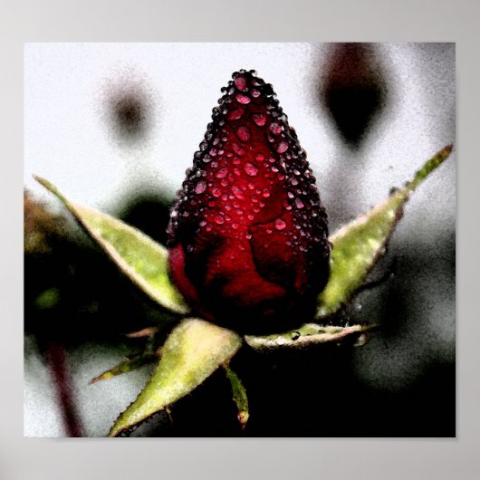 Poster Poster/Imprimer rose Bud (Devant)