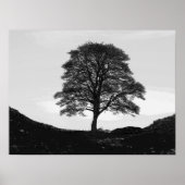 Poster Poster/imprimer Sycamore Gap (Devant)