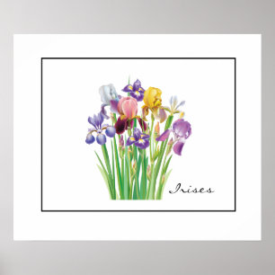 Poster Poster-Irises