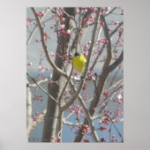 Poster - Poster jaune dans Cherry tree (Devant)