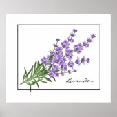 Poster Poster-Lavender (Devant)