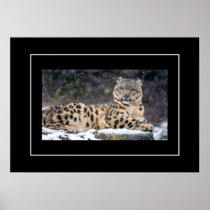 Poster Poster-Leopard