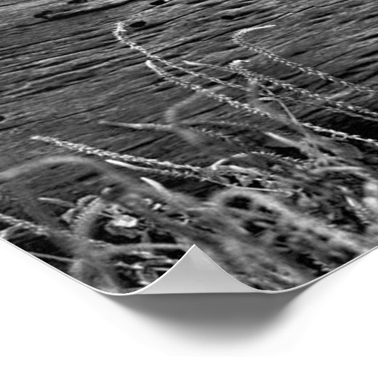 Poster Poster/léopards dans l'espace (Coin)