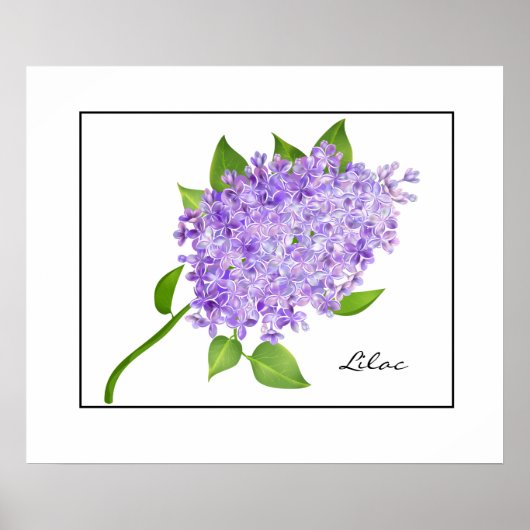 Poster Poster-Lilac (Devant)