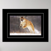 Poster Poster-Lion de montagne (Devant)