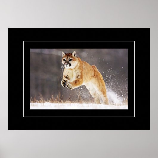 Poster Poster-Lion de montagne (Devant)