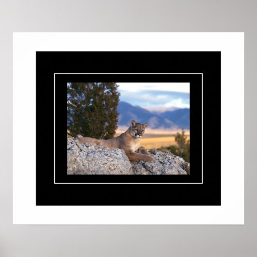 Poster Poster-Lion de montagne (Devant)