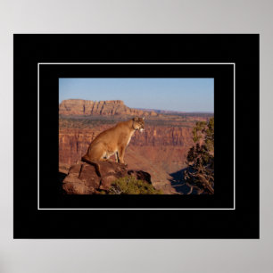 Poster Poster-Lion de montagne