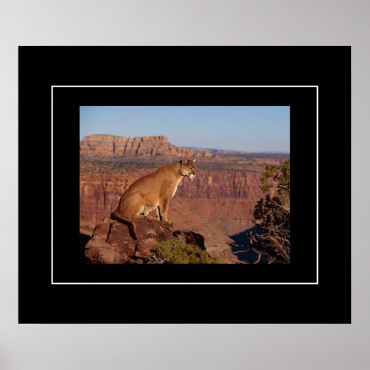 Poster Poster-Lion de montagne (Devant)