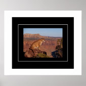 Poster Poster-Lion de montagne (Devant)