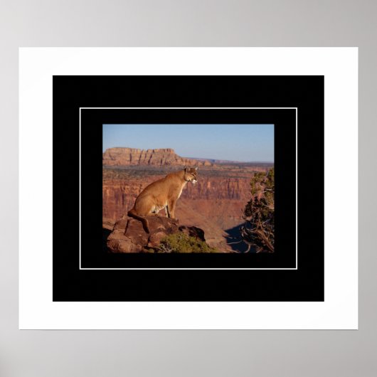 Poster Poster-Lion de montagne (Devant)