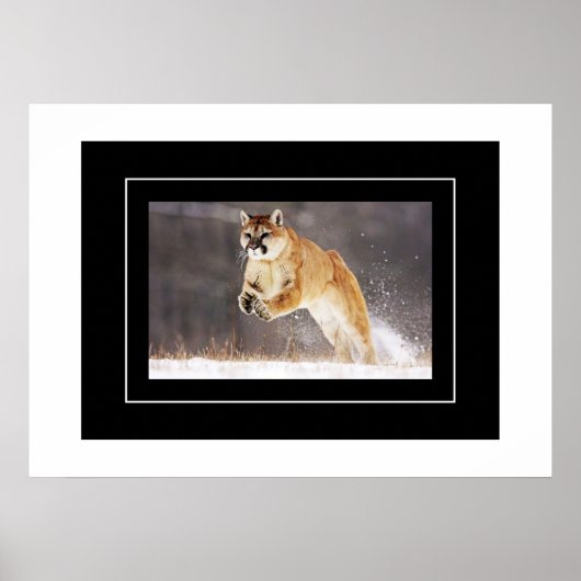 Poster Poster-Lion de montagne (Devant)