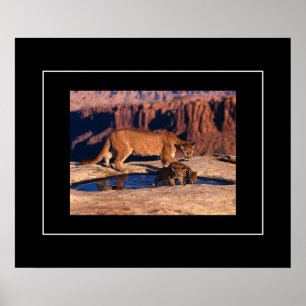 Poster Poster-Mountain Lion & Cubs