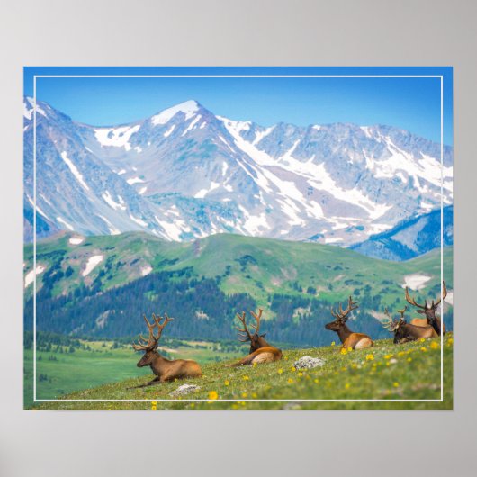 Poster Poster-Mountains & Elk (Devant)