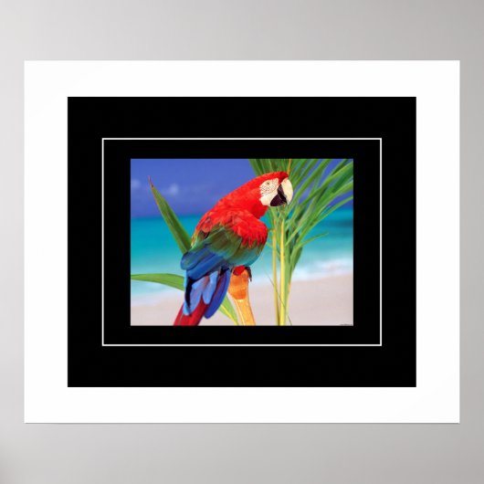 Poster Poster-Parrot (Devant)
