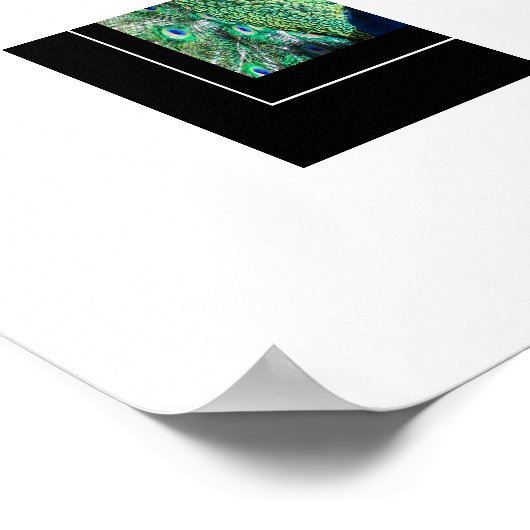 Poster Poster-Peacock (Coin)