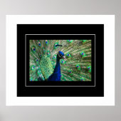 Poster Poster-Peacock (Devant)