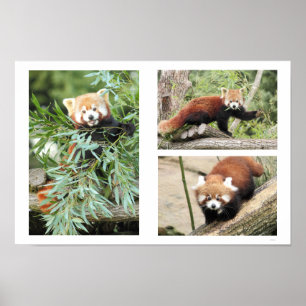 Poster Poster. Photographie panda rouge
