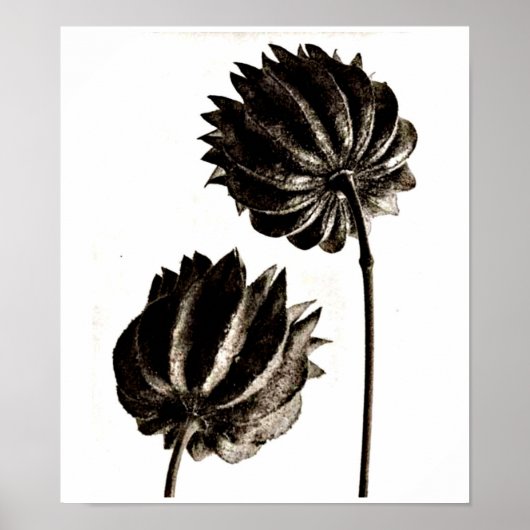 Poster Poster-Photographie Vintage-Karl Blossfeldt 38 (Devant)