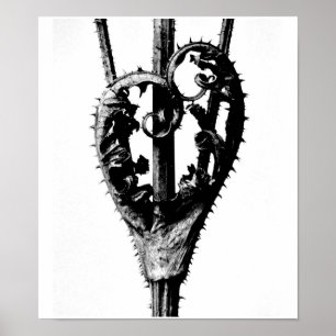 Poster Poster-Photographie Vintage-Karl Blossfeldt 46