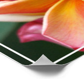Poster Poster-Plumeria Fleurs (Coin)