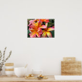 Poster Poster-Plumeria Fleurs (Cuisine)