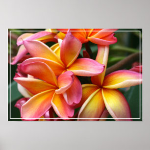 Poster Poster-Plumeria Fleurs