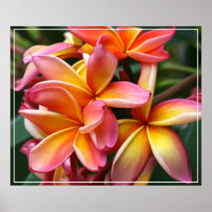 Poster Poster-Plumeria Fleurs