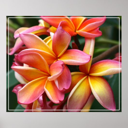 Poster Poster-Plumeria Fleurs (Devant)