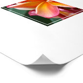 Poster Poster-Plumeria Fleurs (Coin)