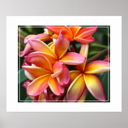 Poster Poster-Plumeria Fleurs (Devant)