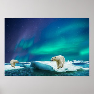 Poster Poster-Polar Bears