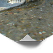 Poster Poster Poster Coquilles et méduses échouées (Coin)