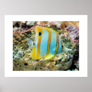Poster Poster-Poster-Tropical