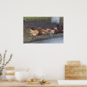 Poster Poster-Poulets au bord de la route (Cuisine)