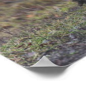 Poster Poster-Poulets au bord de la route (Coin)